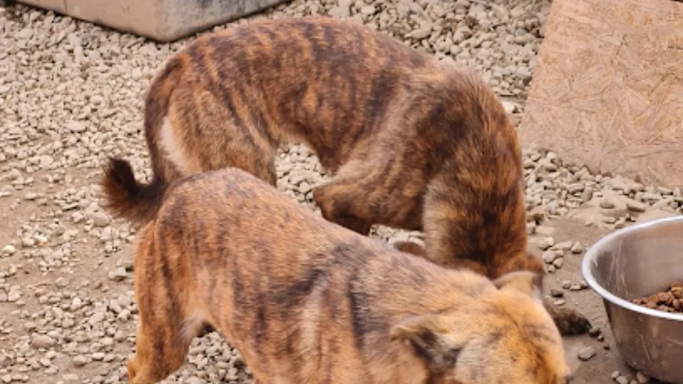 Help of Afumati Dogs — fotografie de copertă