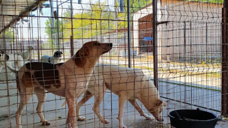 Phoenix Shelter — fotografie de copertă