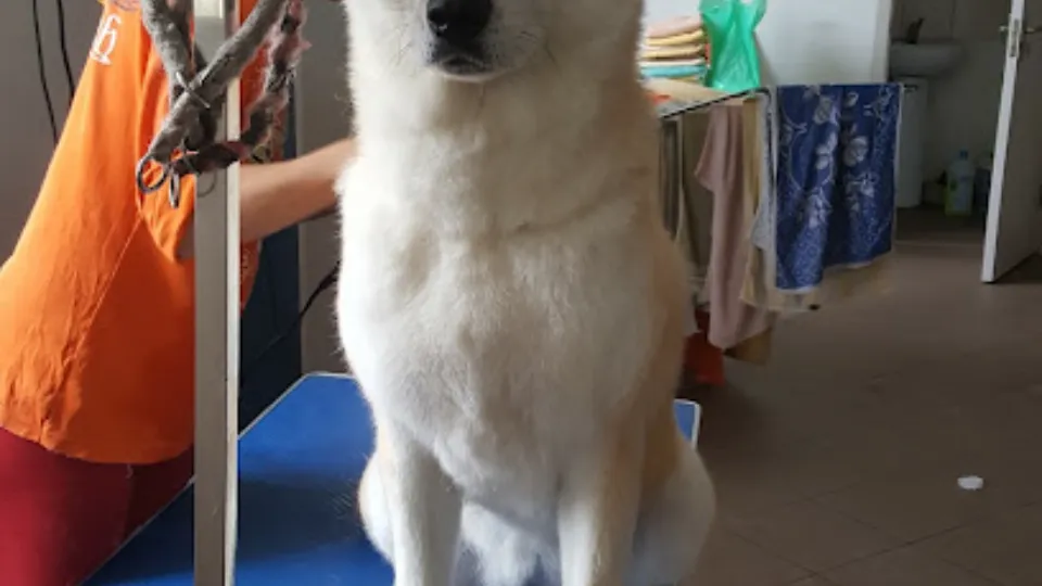 Happy-Dogs — fotografie de copertă