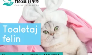 Flocea & Mo — Cabinete Veterinare, Cluj-Napoca, Cluj