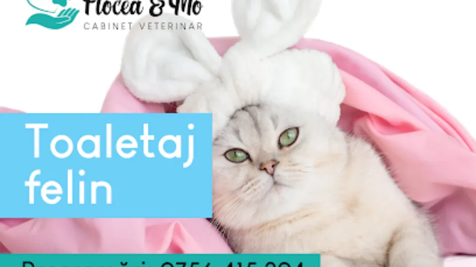 Flocea & Mo — fotografie de copertă