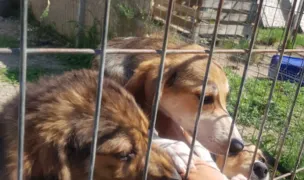 Free Amely 2007 Animal Shelter — Adăposturi Animale, Lugoj, Timiș