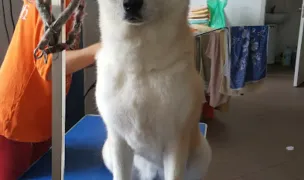 Happy-Dogs — Salon Câini & Pisici, Cluj-Napoca, Cluj