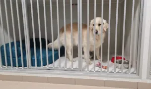 HAPPY HOTEL — Hoteluri pentru Animale, Pitești, Argeș