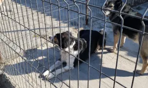 HAR - Island of Hope — Adăposturi Animale, Buftea, Ilfov