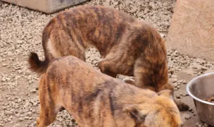 Help of Afumati Dogs — Adăposturi Animale, Afumați, Ilfov