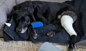Help Vet — Cabinete Veterinare, Municipiul Constanța, Constanța