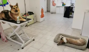 Kleovet Pet Grooming Salon — Salon Câini & Pisici, Cluj-Napoca, Cluj
