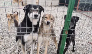 Kola Kariola — Adăposturi Animale, Călărași