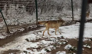 Fotografia de copertă a listării