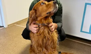 Marley Vet - Cabinet Veterinar si Cosmetica Canina — Pet Boarding, Timișoara