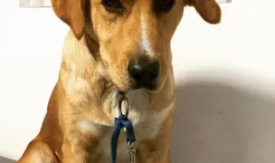 Medic Veterinar Baia Mare, Urgențe — Cabinete Veterinare, Baia Mare, Maramureș