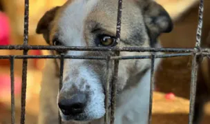 Miroslava Dog Shelter — Adăposturi Animale, Miroslava, Iași