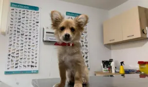 MuffyVet — Cabinete Veterinare, Cluj-Napoca, Cluj