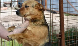 Nobody's Souls — Adăposturi Animale, Hunedoara