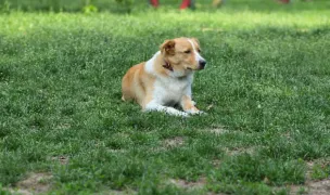 Parc de câini — Parcuri pentru Câini, Sectorul 1, București