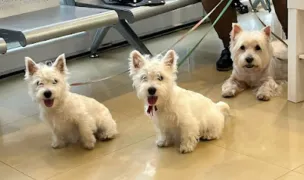PartnerVet Constanța (Animal Care Center) — Cabinete Veterinare, Municipiul Constanța, Constanța