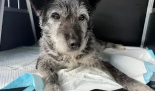 Pet Travel Taxi Animale Constanta — Transport Animale, Municipiul Constanța, Constanța