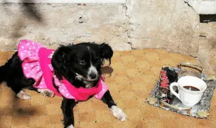 Fotografia de copertă a listării