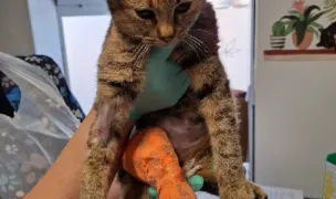 Prietenii cu Blanita SRL — Cabinete Veterinare, Municipiul Galați, Galați