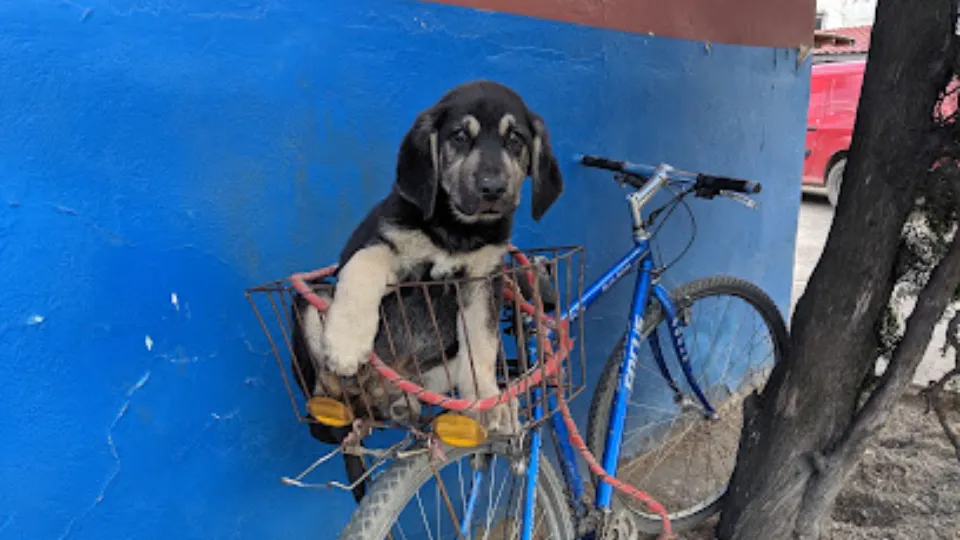 Prima Vet — fotografie de copertă