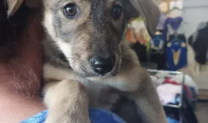 Protecția animalelor Tg. Bujor -ONG — Adăposturi Animale, Târgu Bujor, Galați