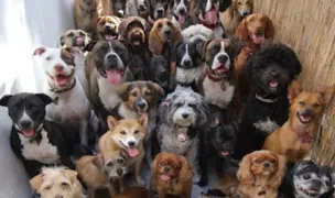 Puppy Land Resort — Hoteluri pentru Animale, Cluj