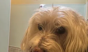 Quantas Repro Vet — Cabinete Veterinare, Cluj-Napoca, Cluj
