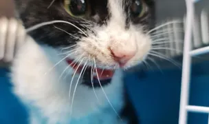 Quick Vet — Urgențe Veterinare, Municipiul Constanța, Constanța