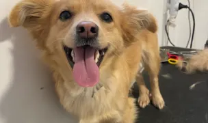 Ray's Pet Salon & Grooming School — Salon Câini & Pisici, Cluj-Napoca, Cluj