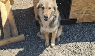 Ringo Land Romania. Adăpost privat pentru câini și pisici fără stăpân și centru de reabilitare câini — Adăposturi Animale, Bacău