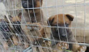 Ringstar Pet Hotel — Adăposturi Animale, Sectorul 1, București