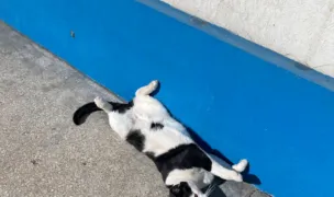 ROLDA — Adăposturi Animale, Municipiul Galați, Galați