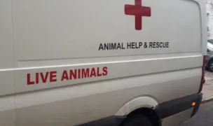Safe Animal Rescue - ION DOBRE — Adăposturi Animale, Ilfov