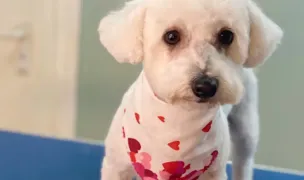 Salon canin Baia Mare "Canin Gold Style" — Salon Câini & Pisici, Baia Mare, Maramureș