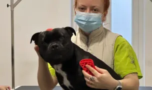 Salon Toaletaj Canin Puffy Manastur — Salon Câini & Pisici, Cluj-Napoca, Cluj