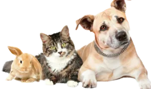 SC Servicii Publice SA — Cabinete Veterinare, Cluj-Napoca, Cluj