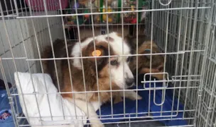 Shelter Dogs Pallady — Crescători Pisici, Sectorul 3, București