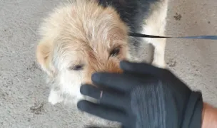 Shelter Grivei Oradea — Adăposturi Animale, Oradea, Bihor