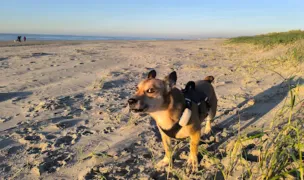SOS Dogs - FPCC — Adăposturi Animale, Bihor