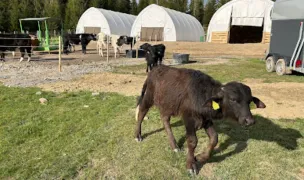 Spirit Animals Sanctuary — Adăposturi Animale, Suceava