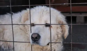 Steaua Speranței — Cat Breeders, Bucharest