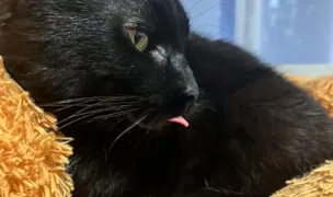 Stomavet — Cabinete Veterinare, Cluj-Napoca, Cluj