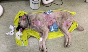 TAC.social — Adăposturi Animale, Cluj-Napoca, Cluj