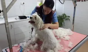 Tatar Pethotel & Vet Serv — Hoteluri pentru Animale, Dej, Cluj