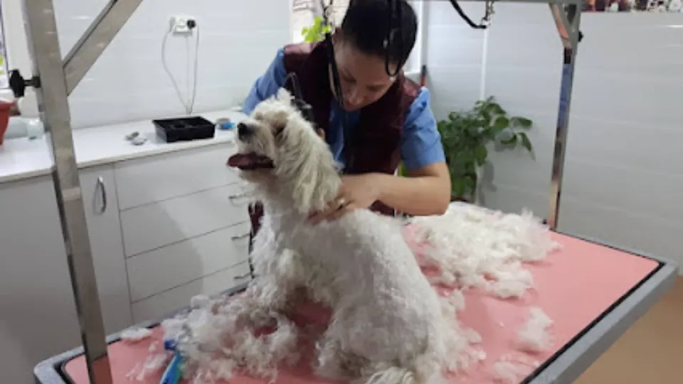 Tatar Pethotel & Vet Serv — fotografie de copertă