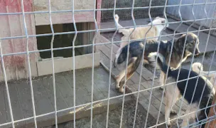 Asociatia pentru protectia animalelor - A Doua Sansa — Adăposturi Animale, Cernica, Ilfov