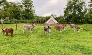 The Donkey Farm — Cazare Animale, Mureș