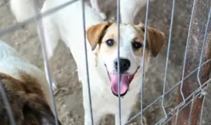 Tierheim Arche Faget — Animal Shelters, Bichigi, Timișoara