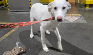 Transport animale — Animal Transport, Bucharest